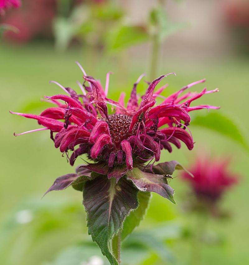 Bee Balm Bee Balm