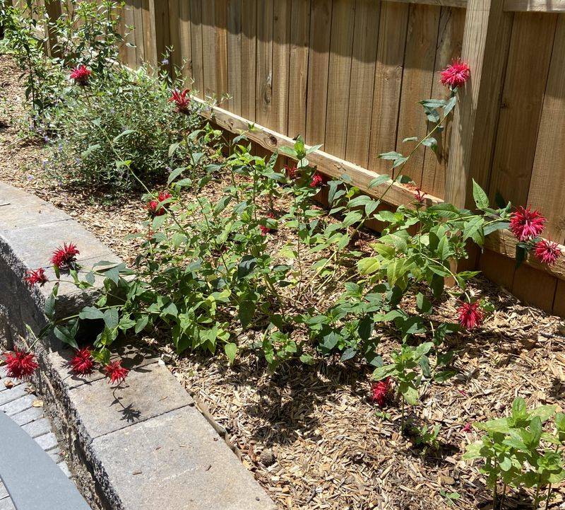 Bee Balm Can Lean Hard After Flowering