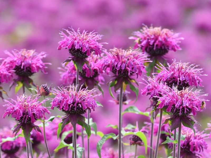Bee Balm Fills Sunny Beds With Minty Fragrance Bee Balm Fills Sunny Beds With Minty Fragrance