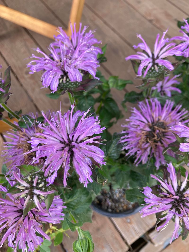 Bee Balm Gets Bushier When Tall Growth Is Checked Bee Balm Gets Bushier When Tall Growth Is Checked