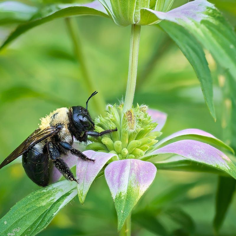 Bee Balm Keeps Pollinators Busy