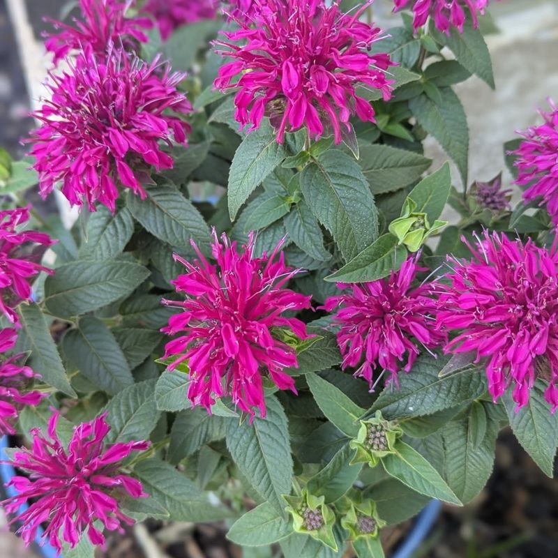 Bee Balm Keeps The Expansion Going Year After Year