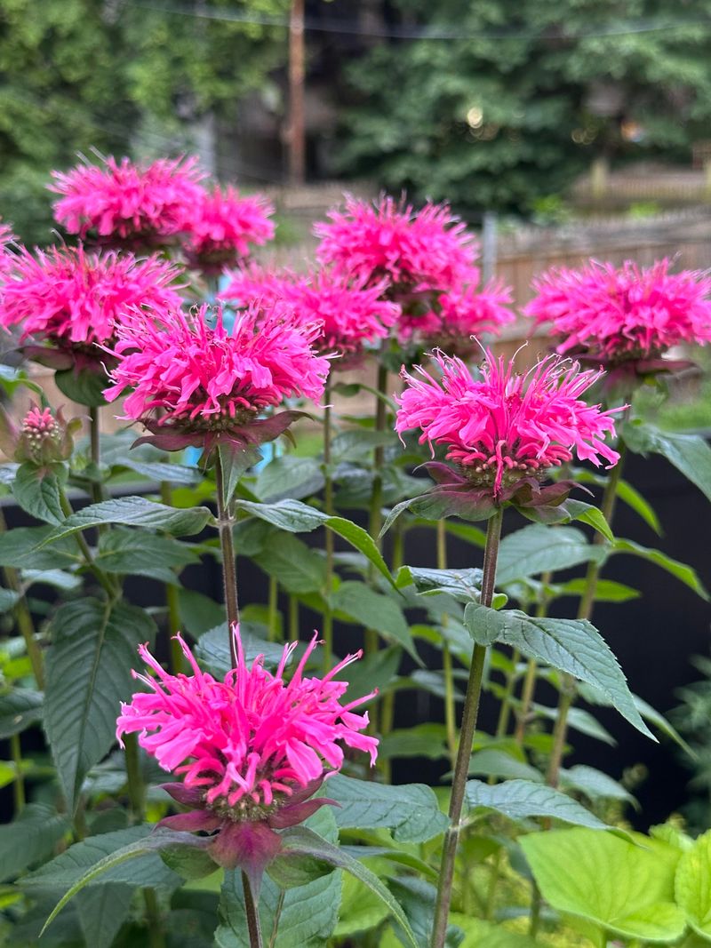 Bee Balm Keeps Tiny Wings Coming Back Bee Balm Keeps Tiny Wings Coming Back
