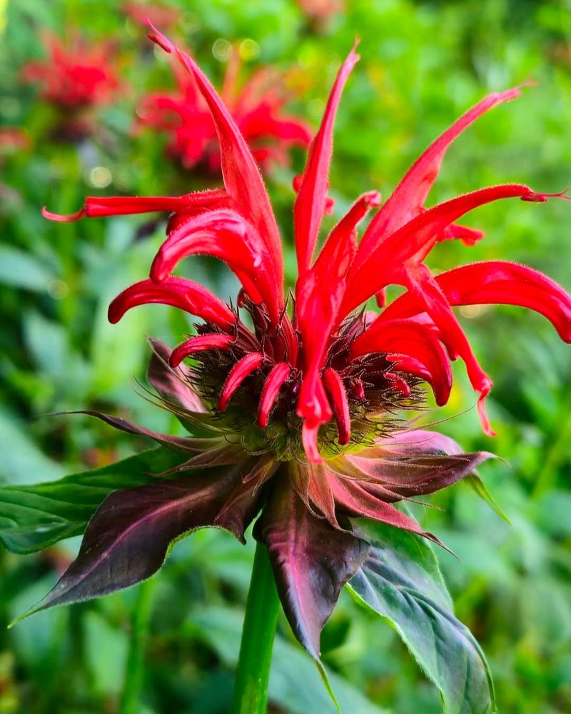 Bee Balm (Monarda Didyma)
