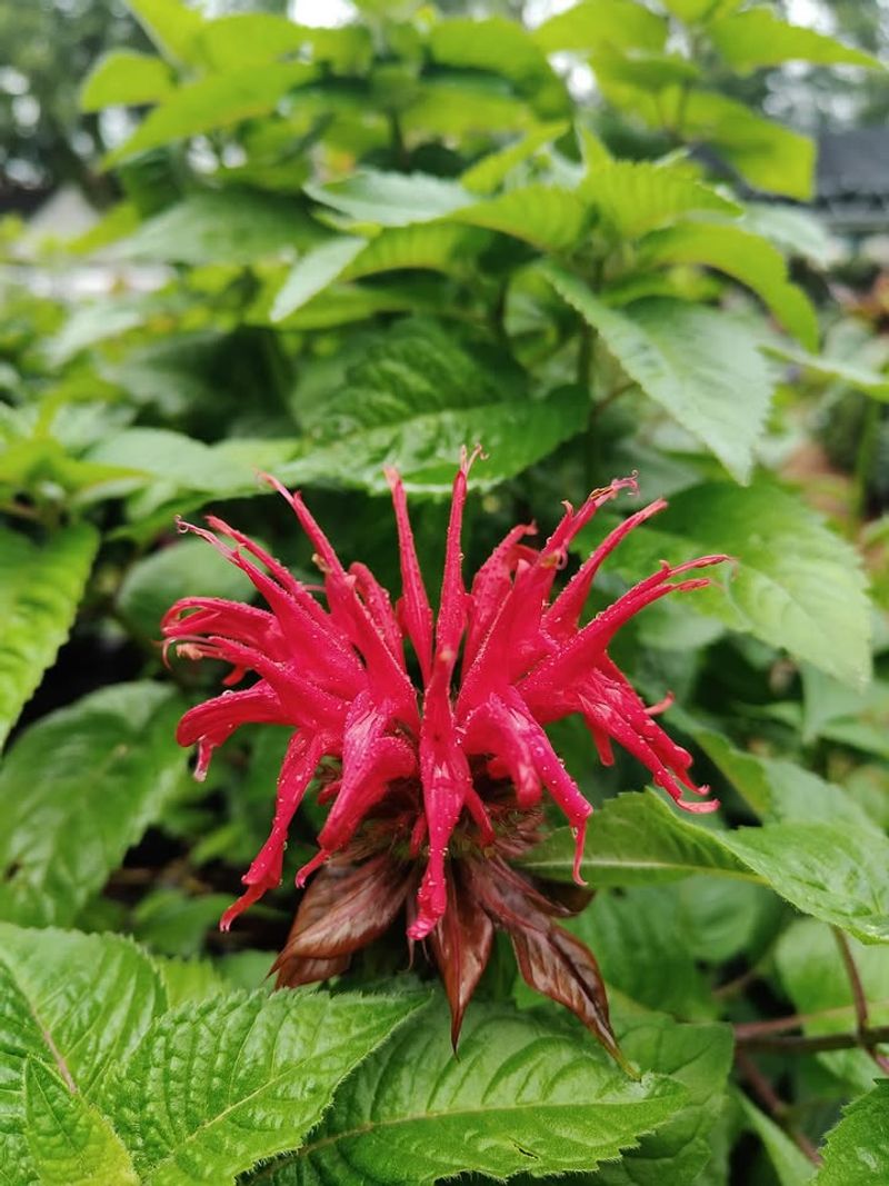 Bee Balm Offers Nectar Rich Flowers