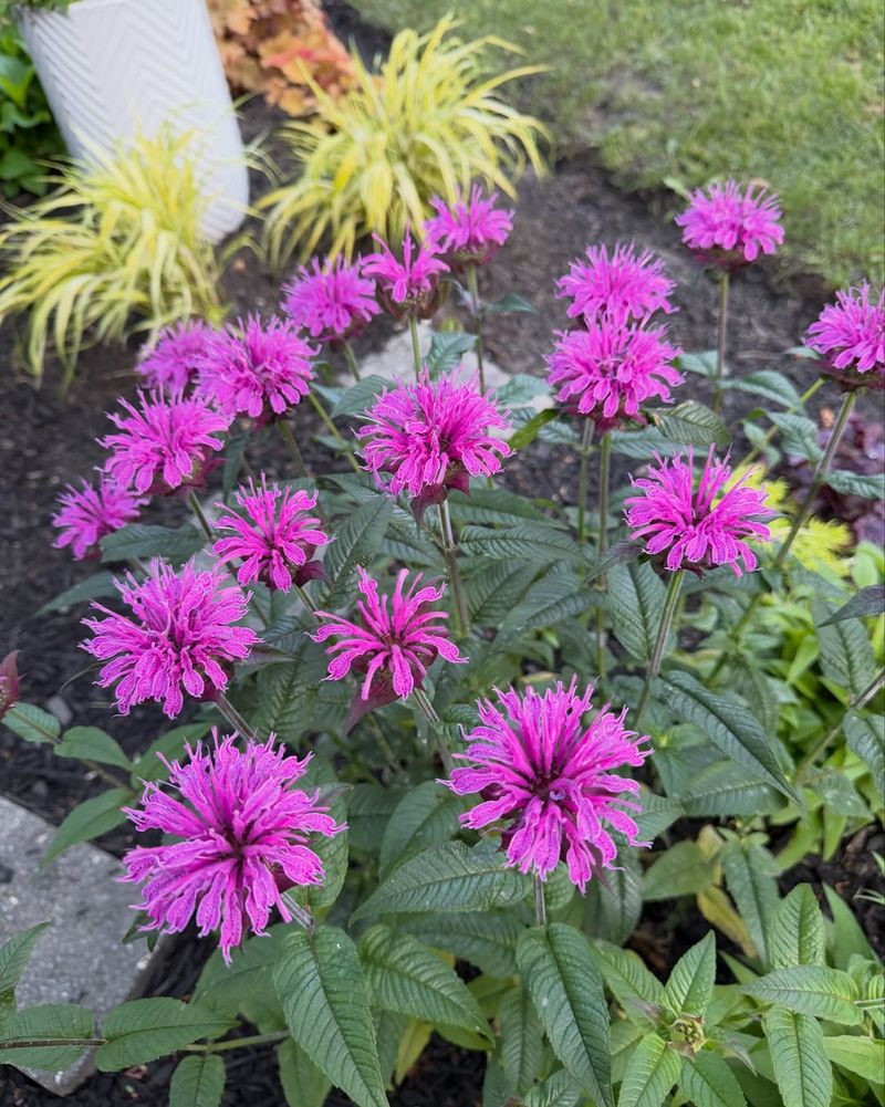 Bee Balm Performs Well With Consistent Moisture