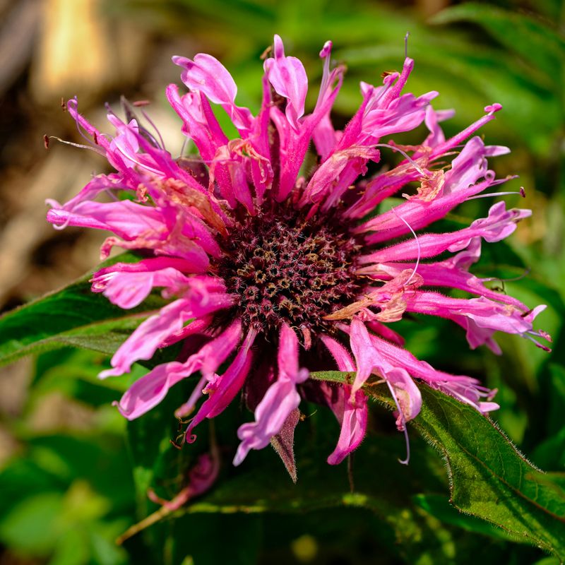 Bee Balm Smells Great To You And Terrible To Rabbits