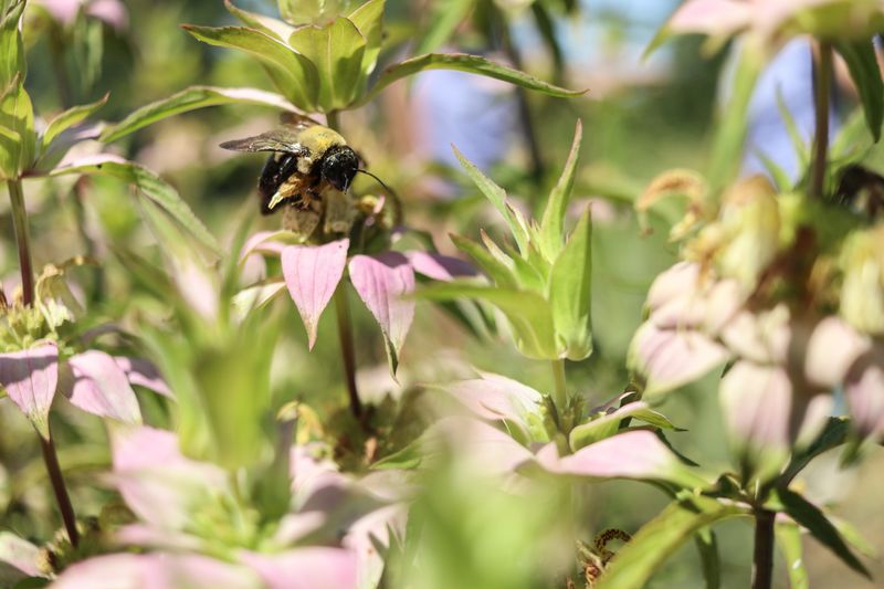 Bee Balm Turns The Garden Into A Bee Stop Bee Balm Turns The Garden Into A Bee Stop