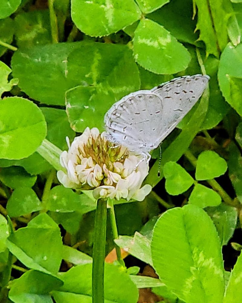 Bees And Butterflies Love Every Single Bloom Bees And Butterflies Love Every Single Bloom