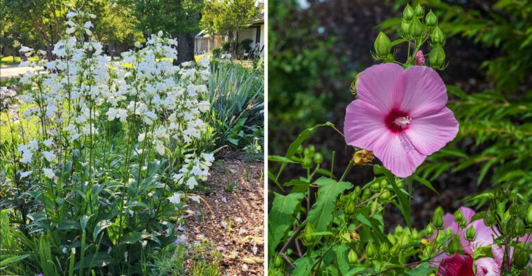 Bees Are Choosing These 8 Virginia Flowers And They Are Worth Every Inch Of Your Garden