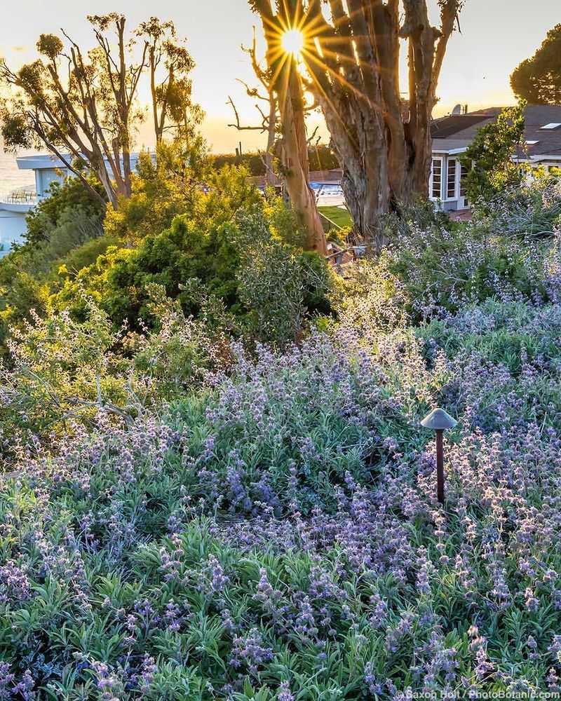 Bee's Bliss Sage Covers Sunny Soil Without Acting Wild