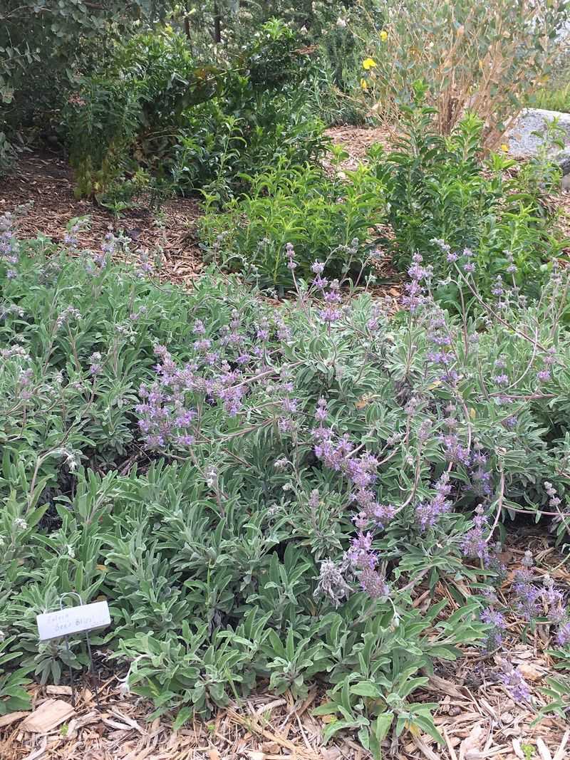 Bee's Bliss Sage Fills Empty Spaces