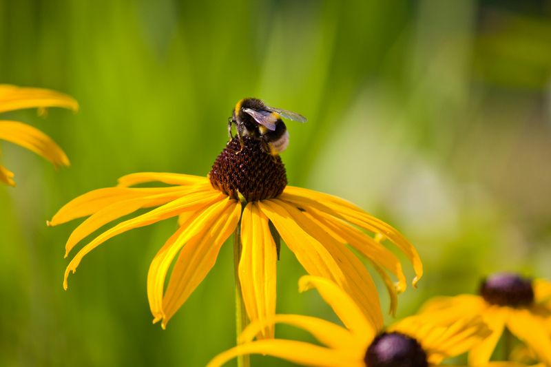 Bees, Butterflies, And Birds All Show Up Bees, Butterflies, And Birds All Show Up