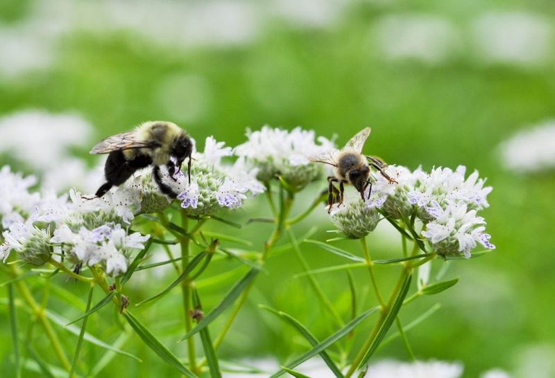 Bees Visit The Flowers In Summer