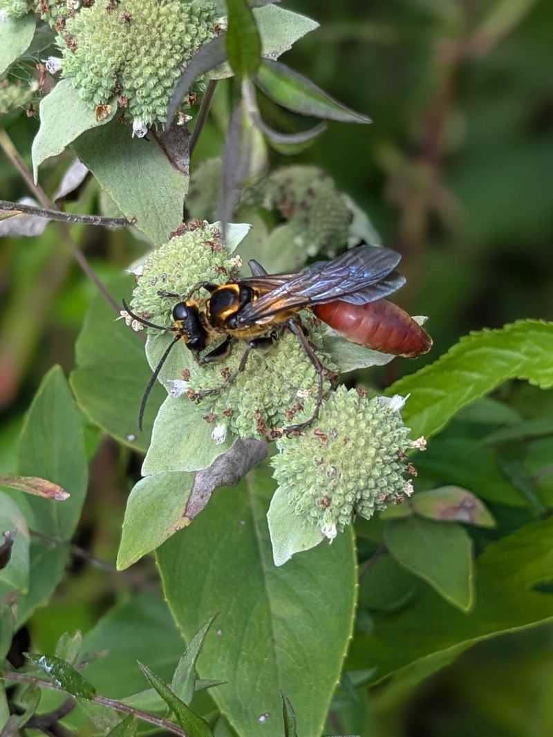 Bees Wasps And Beetles Visit Often Bees Wasps And Beetles Visit Often