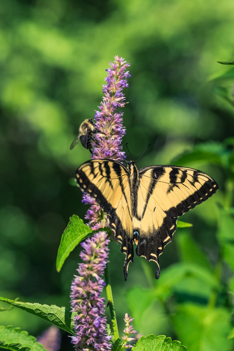 Bees and Butterflies Will Find Their Way To Your Yard