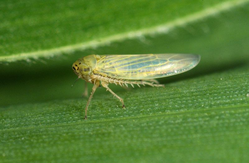 Beet Leafhoppers Spread Trouble From Nearby Weeds
