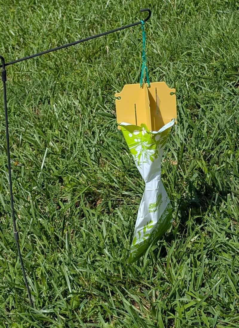 Beetle Traps Can Pull More Beetles Toward Your Yard