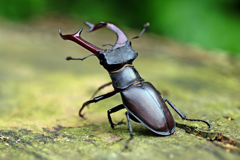 Beetles And Other Large Insects