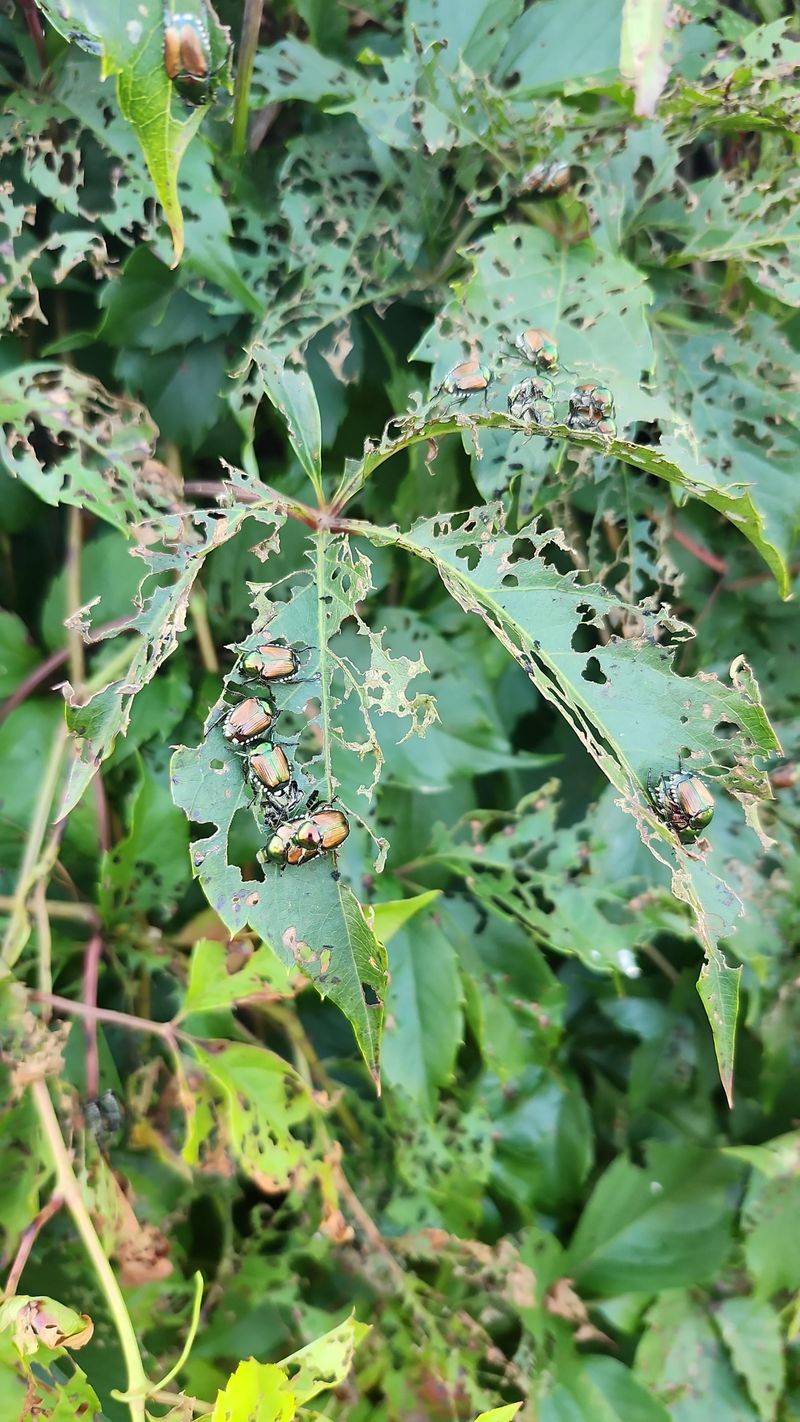Beetles On The Ground Under Trees And Shrubs