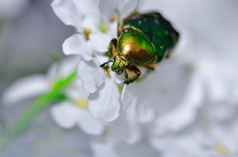 Beetles Suddenly Appear In Late June Or July