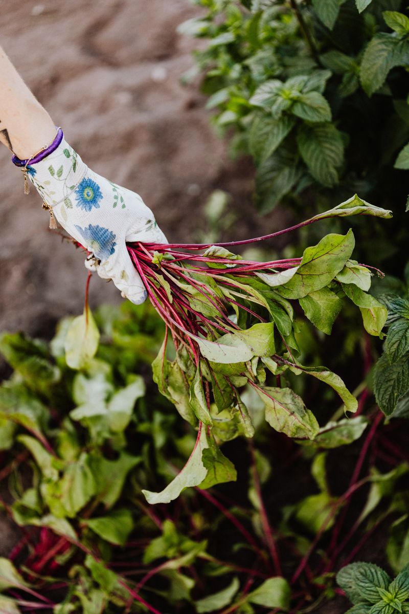 Beets Beets