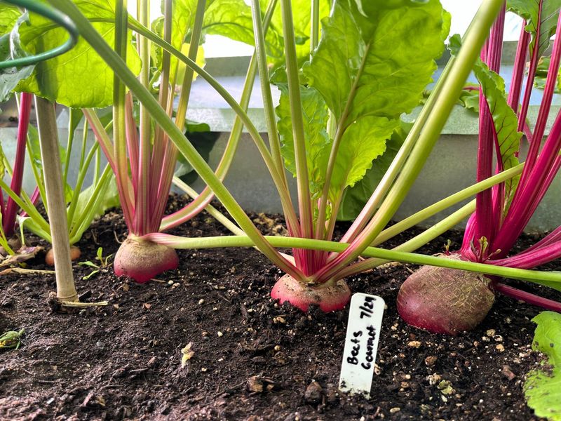 Beets Can Still Size Up For Fall