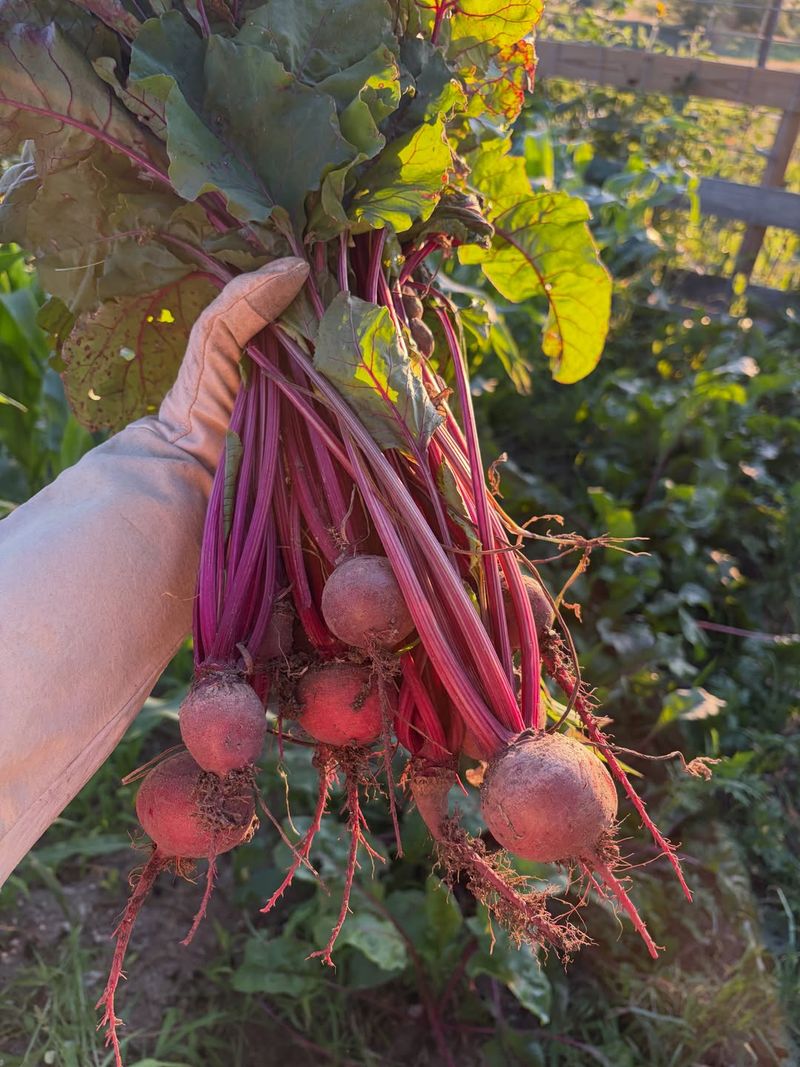 Beets Offer Two Harvests From One Crop