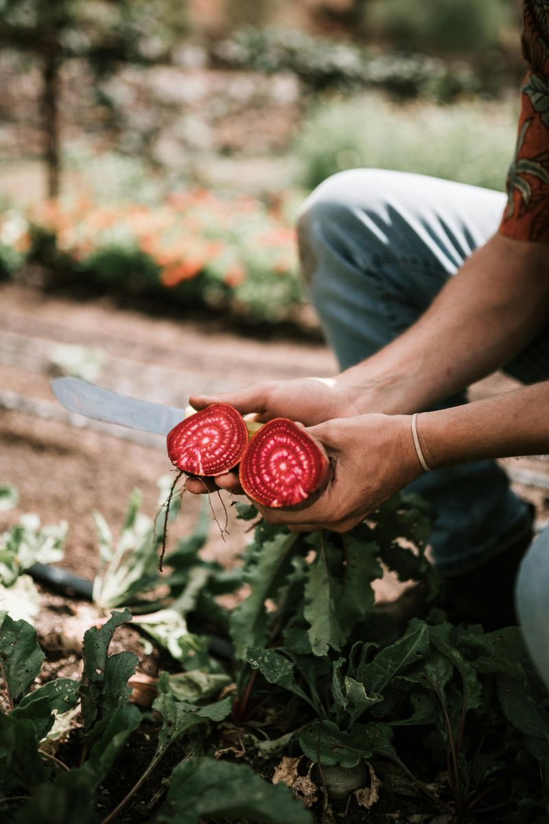 Beets