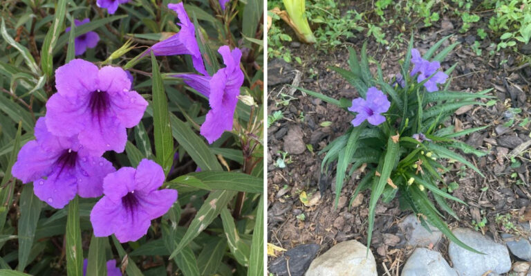 Before Planting Mexican Petunia In Florida, Know What The State Already Decided