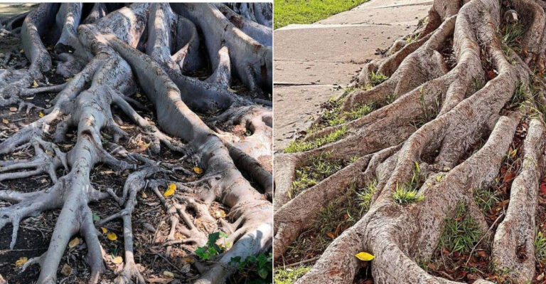 Before You Plant A Ficus Tree In California, Know What Its Roots Can Do