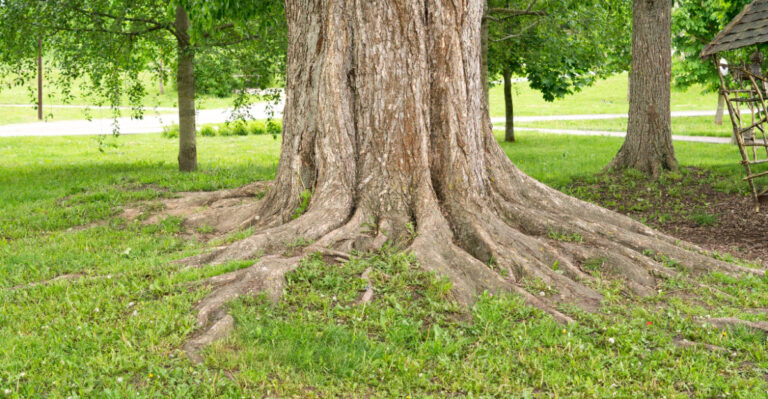 live oak