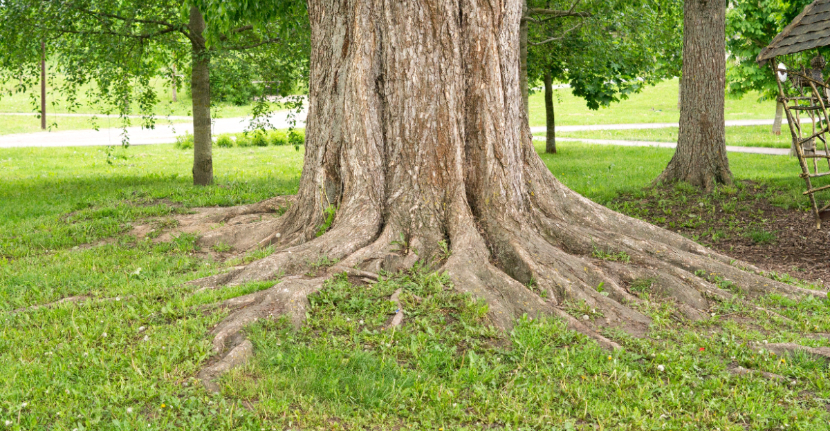 live oak