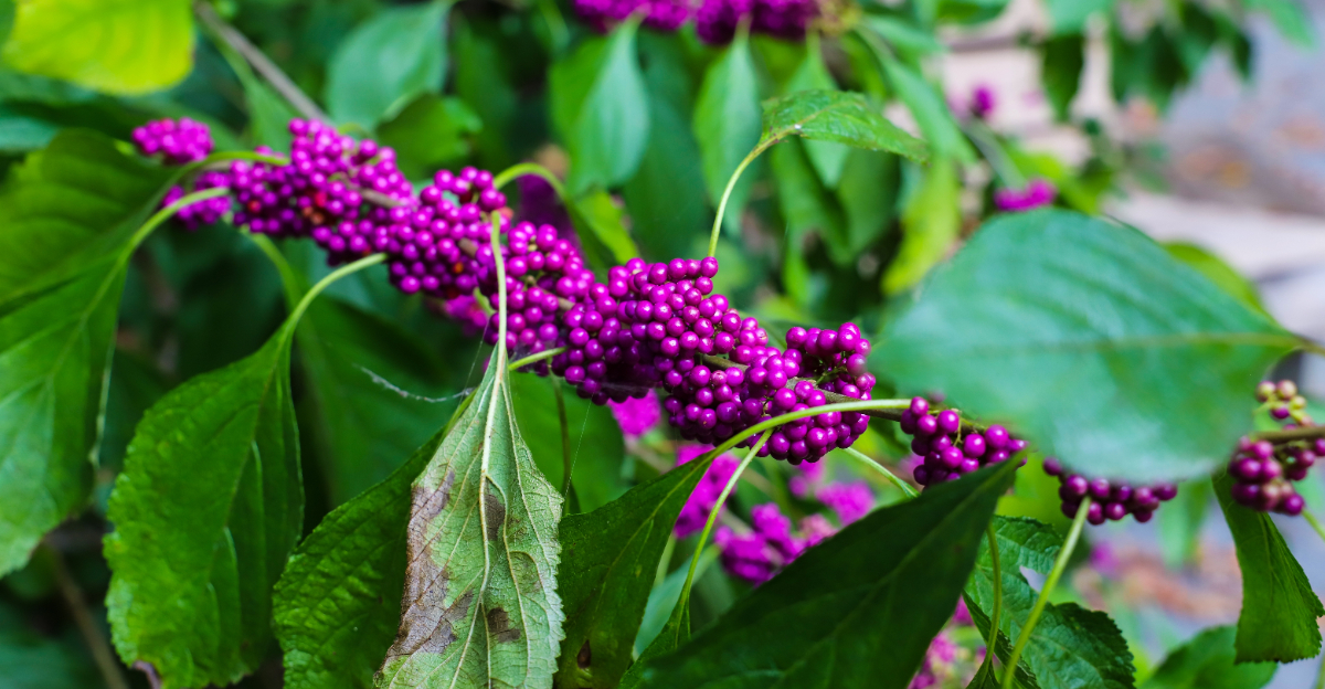 american beautyberry