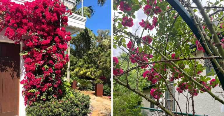 Before You Plant Florida Bougainvillea Know These Things About Thorns And Placement