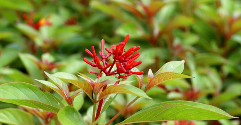 firebush