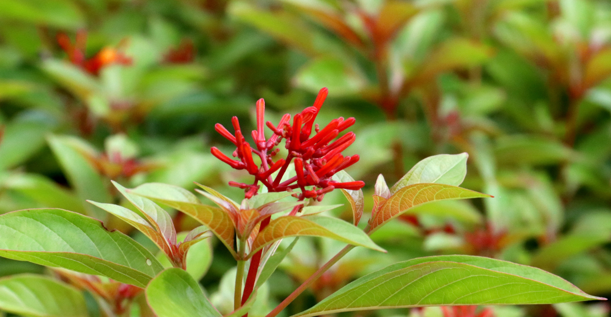 firebush