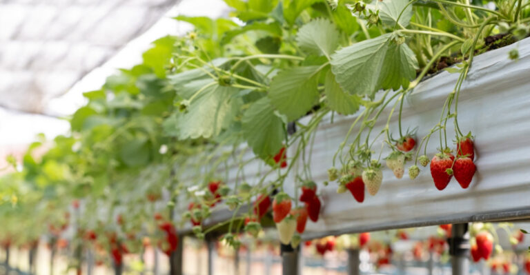 Before You Plant Strawberries In Virginia, Avoid These 8 Common Mistakes