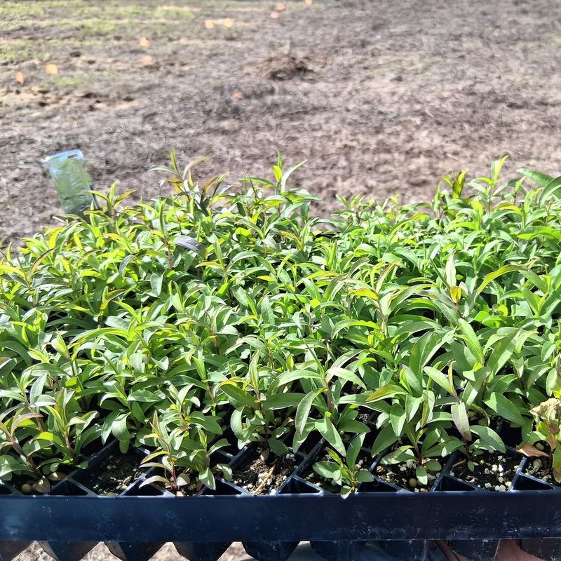 Beggarweed Blends Into Young Flower Beds Fast