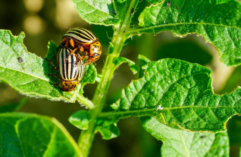 Begin Controlling Cucumber Beetles Immediately
