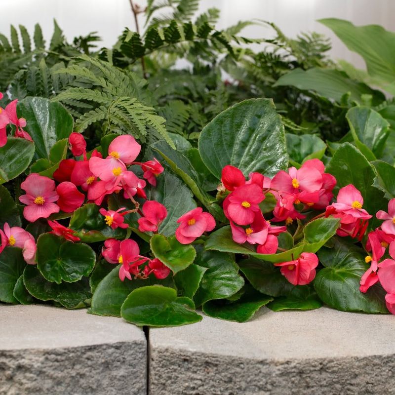 Begonia