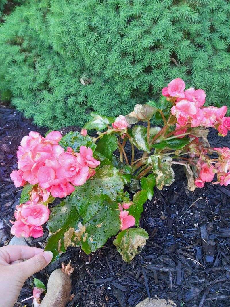 Begonias Belong In Shade Before Late-Summer Heat Builds