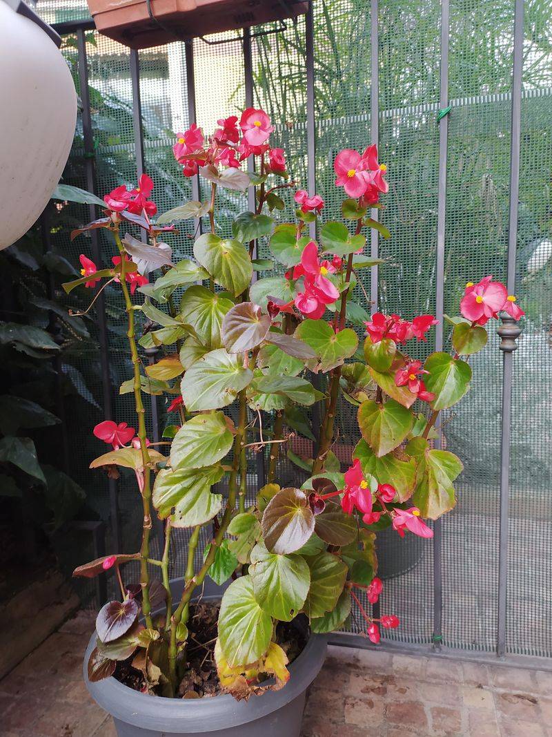 Begonias Bloom Better Away From Blazing Afternoon Sun Begonias Bloom Better Away From Blazing Afternoon Sun