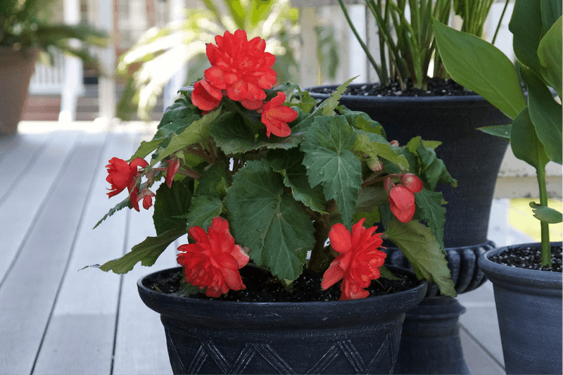 Begonias Burn Before Gardeners Notice The Damage