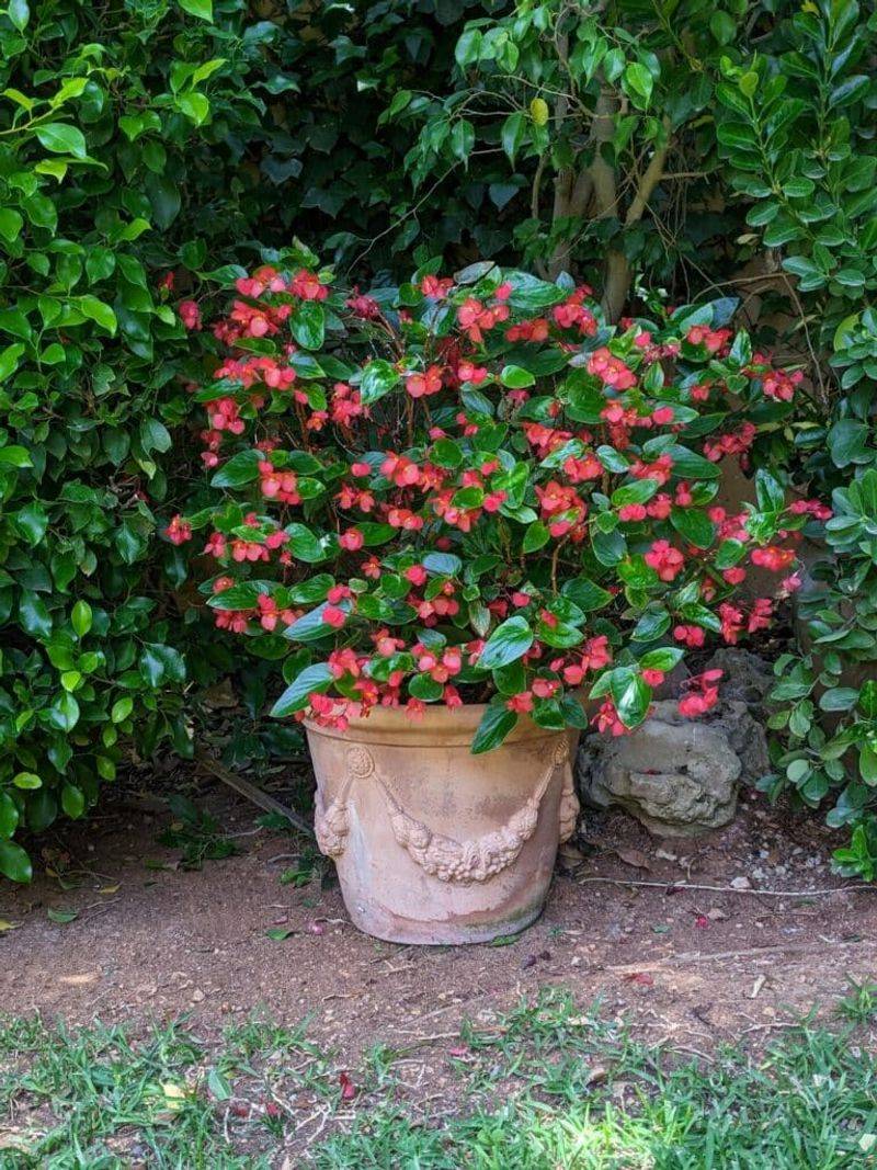 Begonias Burn Quickly In Harsh Afternoon Exposure Begonias Burn Quickly In Harsh Afternoon Exposure