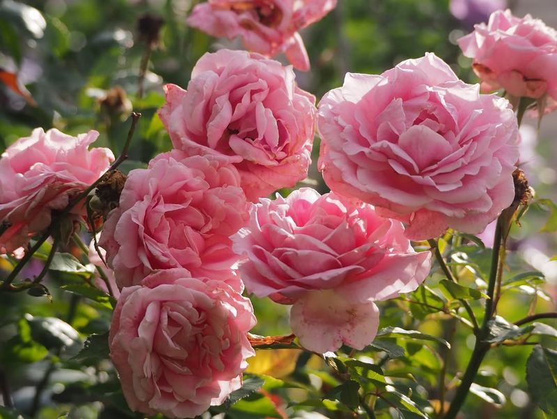Belinda's Dream Rose Handles Heat And Humidity Well