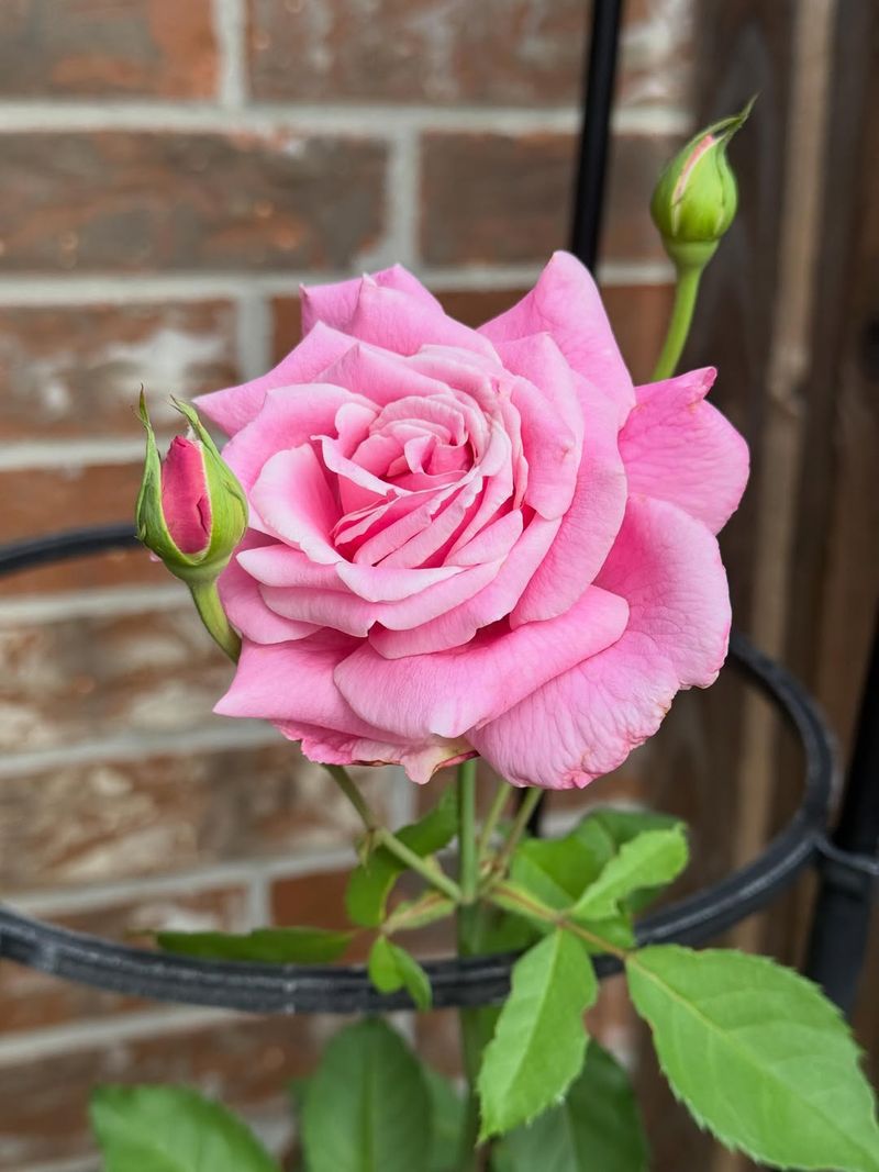 'Belinda's Dream' 'Belinda's Dream'