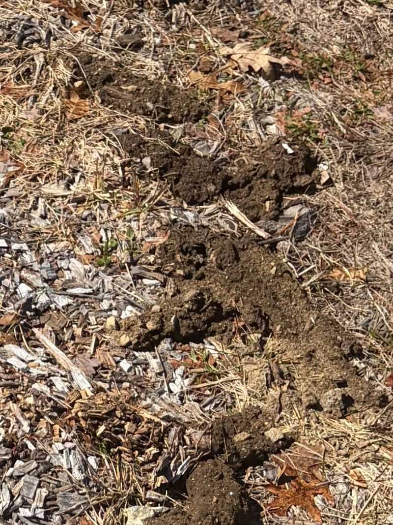 Beneath Mulch And Ground Covers