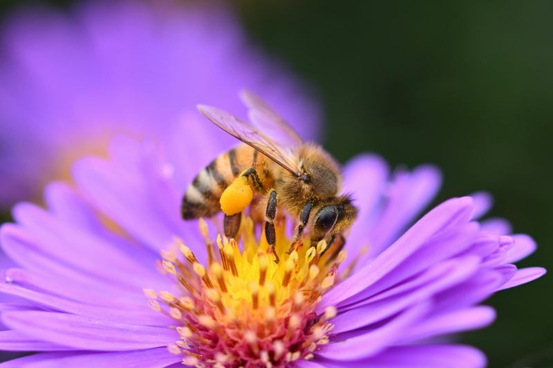 Benefit To Pollinators