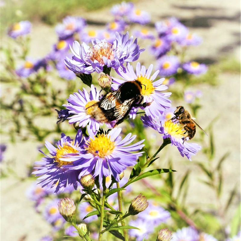 Benefits For Pollinators Benefits For Pollinators